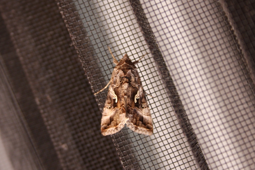 noctuide da ID